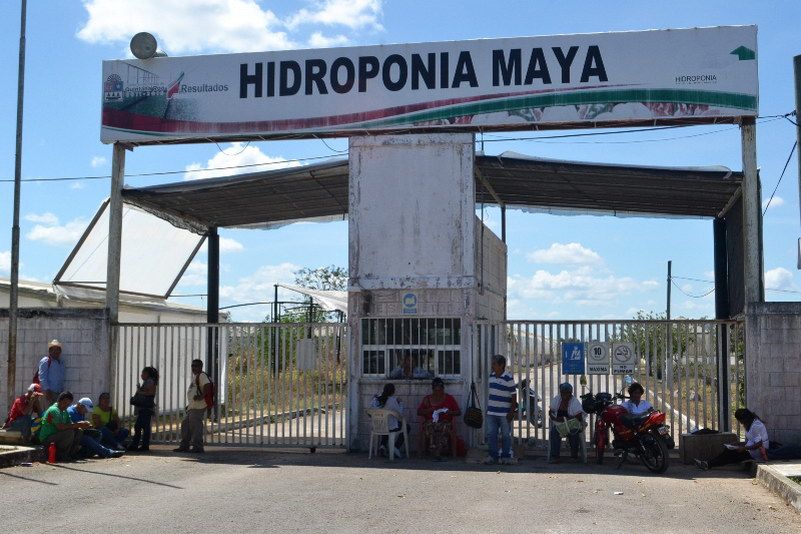 Comienzan pláticas para liquidar a ex trabajadores de Hidroponía Maya