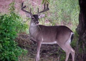 El Ocaso de la Vida Silvestre en el Sur de Quintana Roo