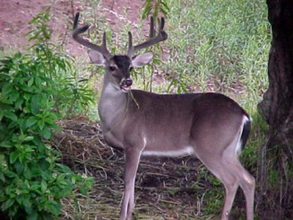 El Ocaso de la Vida Silvestre en el Sur de Quintana Roo