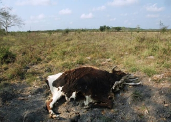 Sequía provoca caos en sector ganadero de Quintana Roo