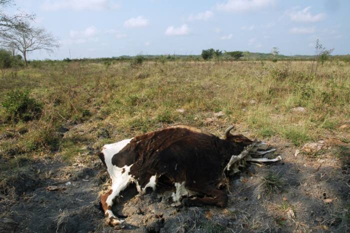 Sequía provoca caos en sector ganadero de Quintana Roo