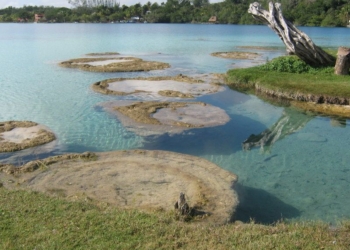 Bacalar, promueven el cuidado del Caracol Chivita