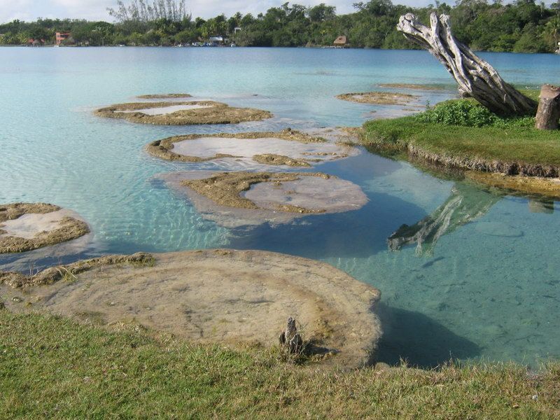 Bacalar, promueven el cuidado del Caracol Chivita