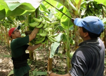 Producción de plátano, una alternativa para los hombres del campo
