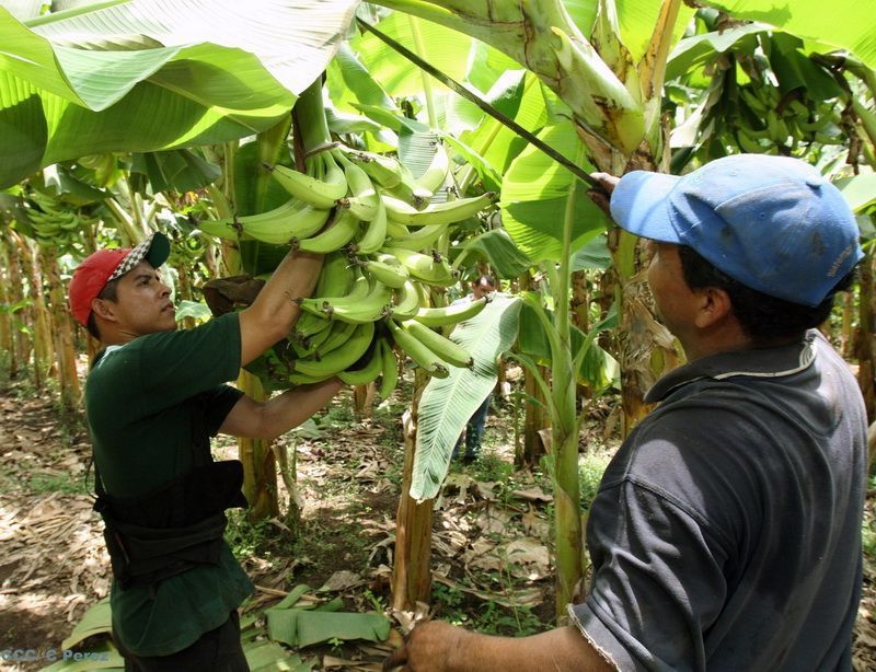 Producción de plátano, una alternativa para los hombres del campo