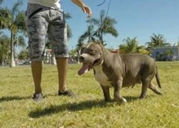 Denuncian a la “Lady mata perros” de Chetumal