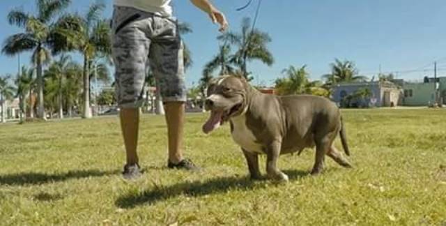 Denuncian a la “Lady mata perros” de Chetumal