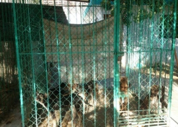 El ayuntamiento de OPB los trata “como perros”