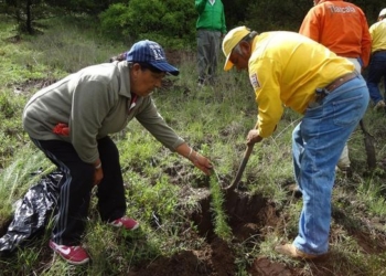 A punto de vencer plazo para “Premio Nacional Forestal 2015”