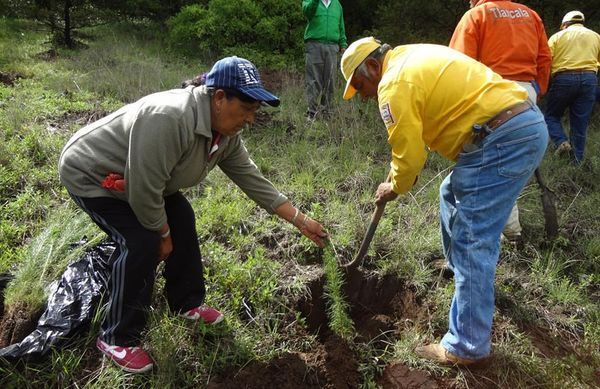 A punto de vencer plazo para “Premio Nacional Forestal 2015”