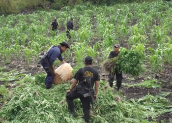Líder de la CNC reconoce la existencia de cultivo de marihuana en Q. Roo