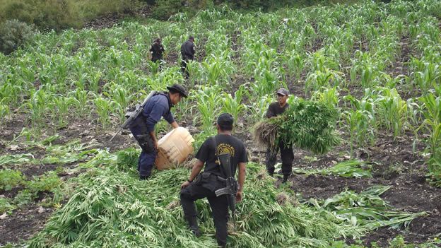 Líder de la CNC reconoce la existencia de cultivo de marihuana en Q. Roo