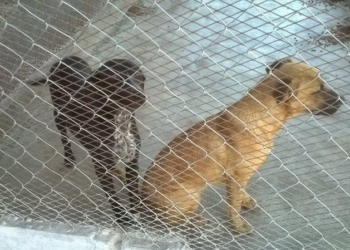 Maltrato animal, el reporte más recurrente al 072