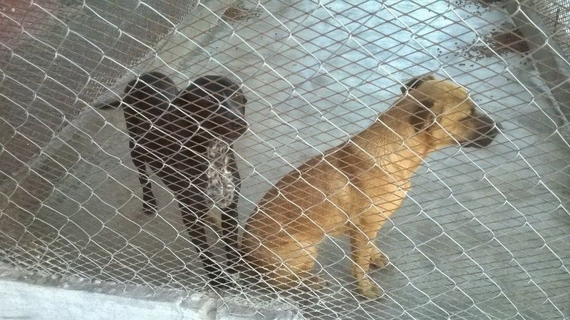 Maltrato animal, el reporte más recurrente al 072