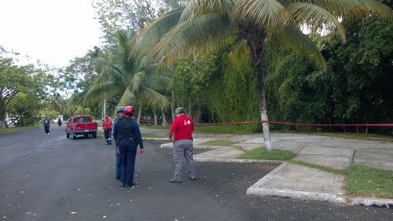 Enjambre de abejas africanas irrumpe rutina de acondicionamiento físico de chetumaleños