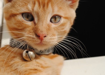 Le pusieron el cascabel al Gato?