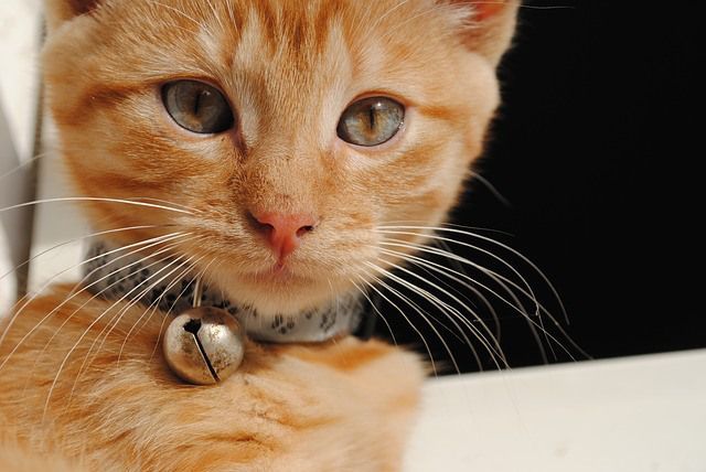 Le pusieron el cascabel al Gato?