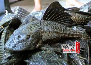 Entra “Pez Diablo” en sistema lagunar de Bacalar y Río Hondo