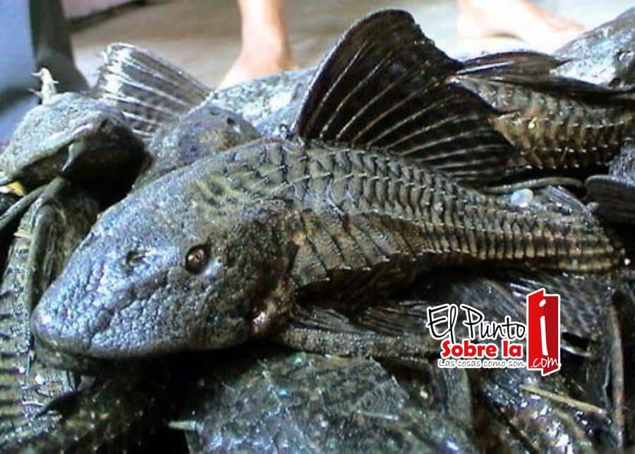 Entra “Pez Diablo” en sistema lagunar de Bacalar y Río Hondo
