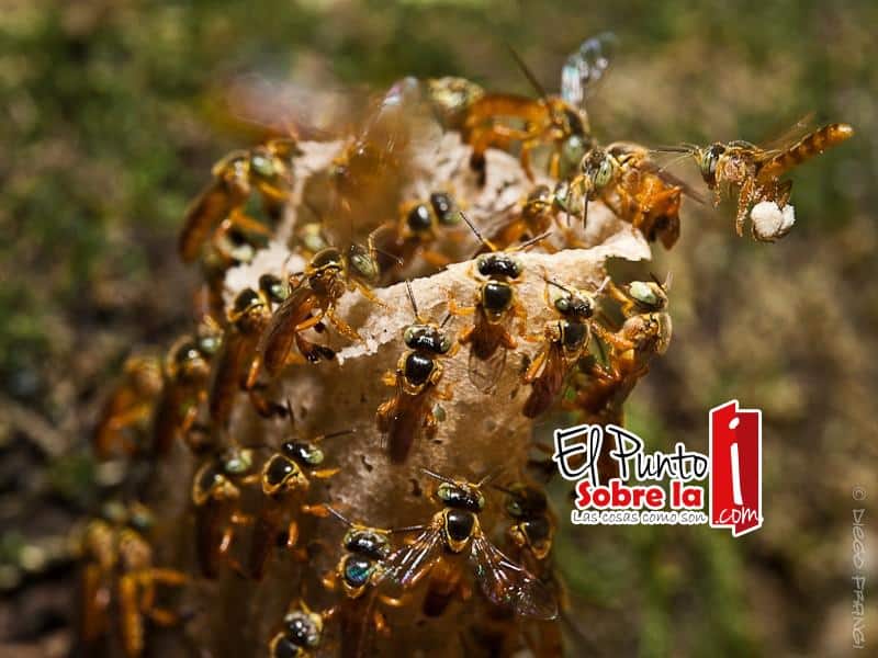 Cría de abejas y producción de miel, son también atractivos para el turismo