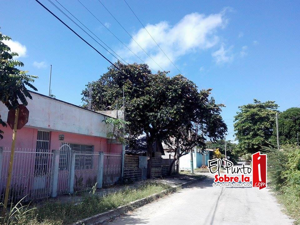 Árboles de la colonia Nueva Reforma amenazan con dejar sin luz a los vecinos