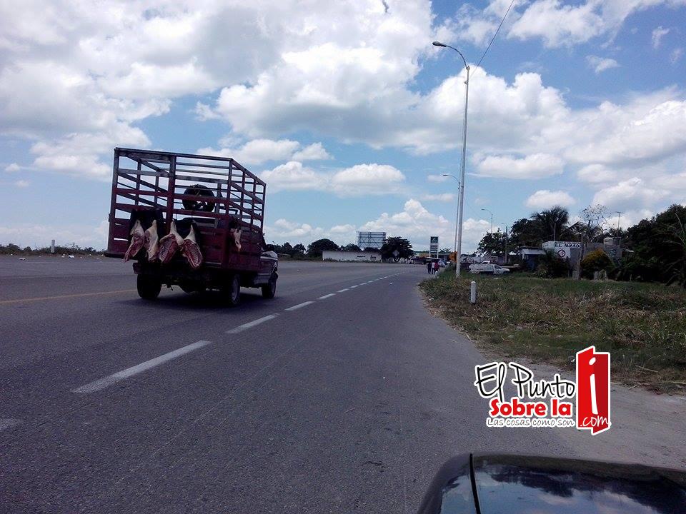 Transportan carne sin medidas de higiene en Bacalar