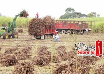 Incremento en precio del azúcar favorecerá a productores de caña de Q. Roo