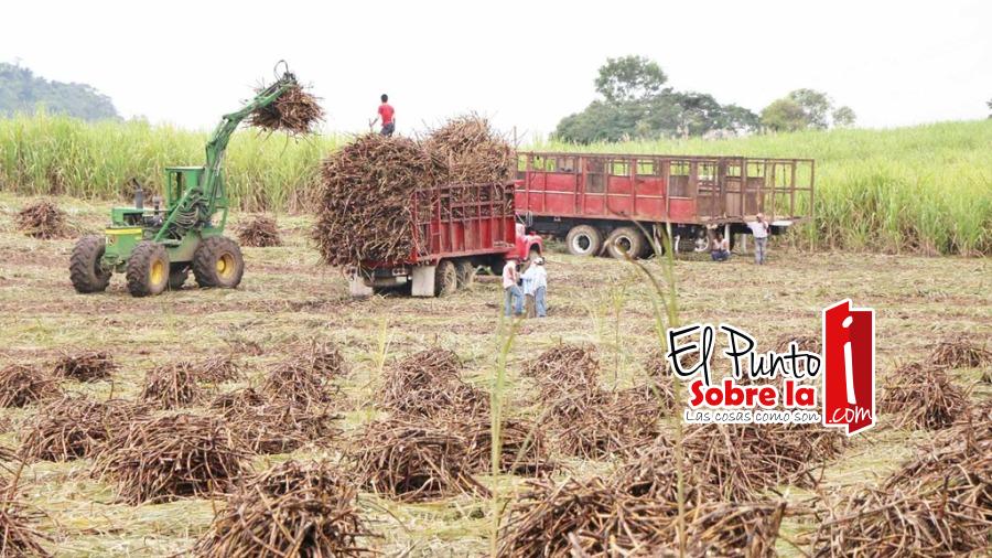 Incremento en precio del azúcar favorecerá a productores de caña de Q. Roo