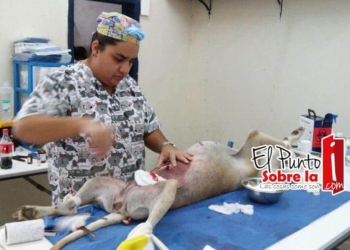 Culmina tercera campaña de esterilización canina y felina en Bacalar