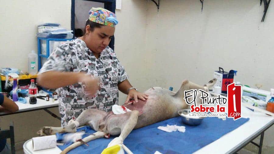 Culmina tercera campaña de esterilización canina y felina en Bacalar