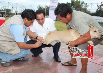 Sesa redobla esfuerzos para erradicar la rabia en Quintana Roo