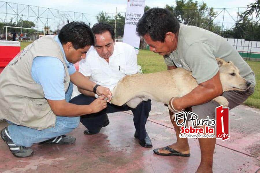 Sesa redobla esfuerzos para erradicar la rabia en Quintana Roo