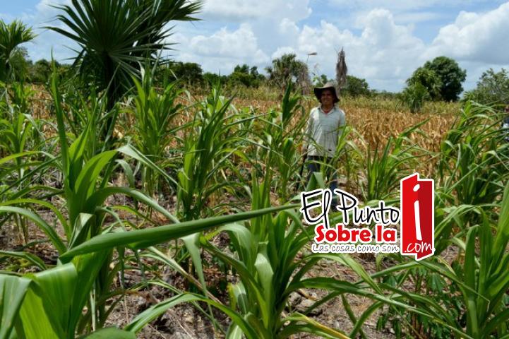 Campo Bacalarense a tres años de gobierno sigue esperando la anhelada  Reforma Integral Para el Campo