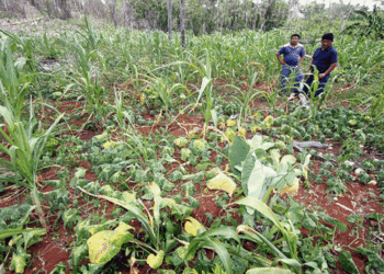 Fracasa diversificación del campo en el sur de Quintana Roo