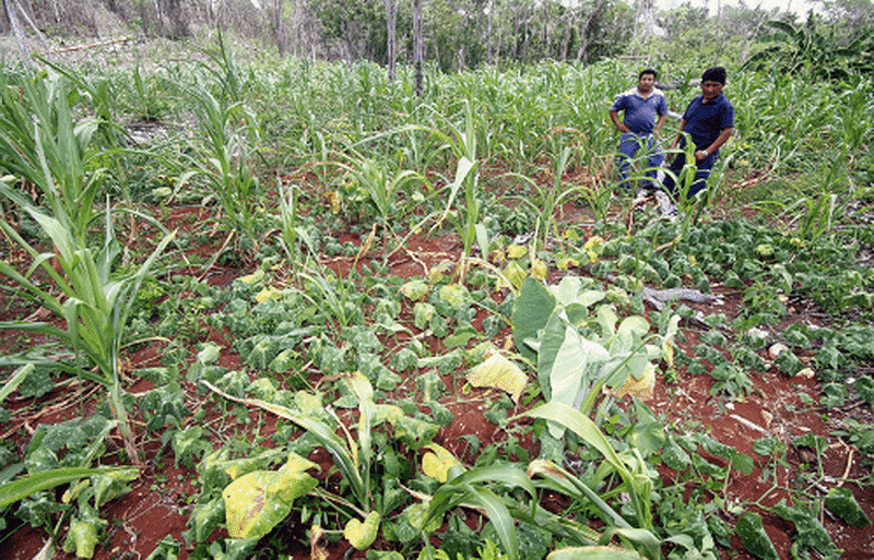 Fracasa diversificación del campo en el sur de Quintana Roo