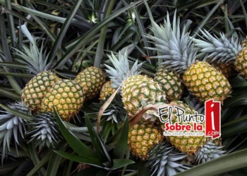 En Auge Producción de Piña en Ávila Camacho