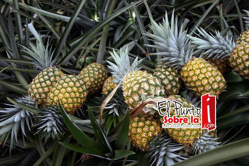 En Auge Producción de Piña en Ávila Camacho
