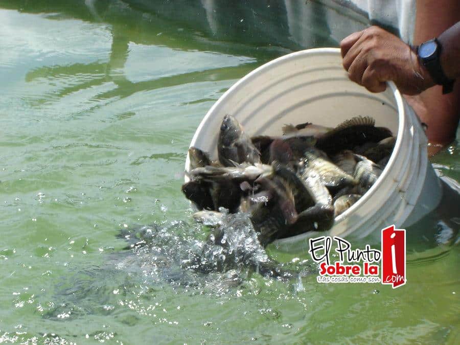 Rescatan granjas de tilapia