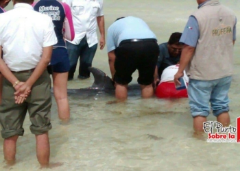 Recala delfín atacado por tiburones en Cancún