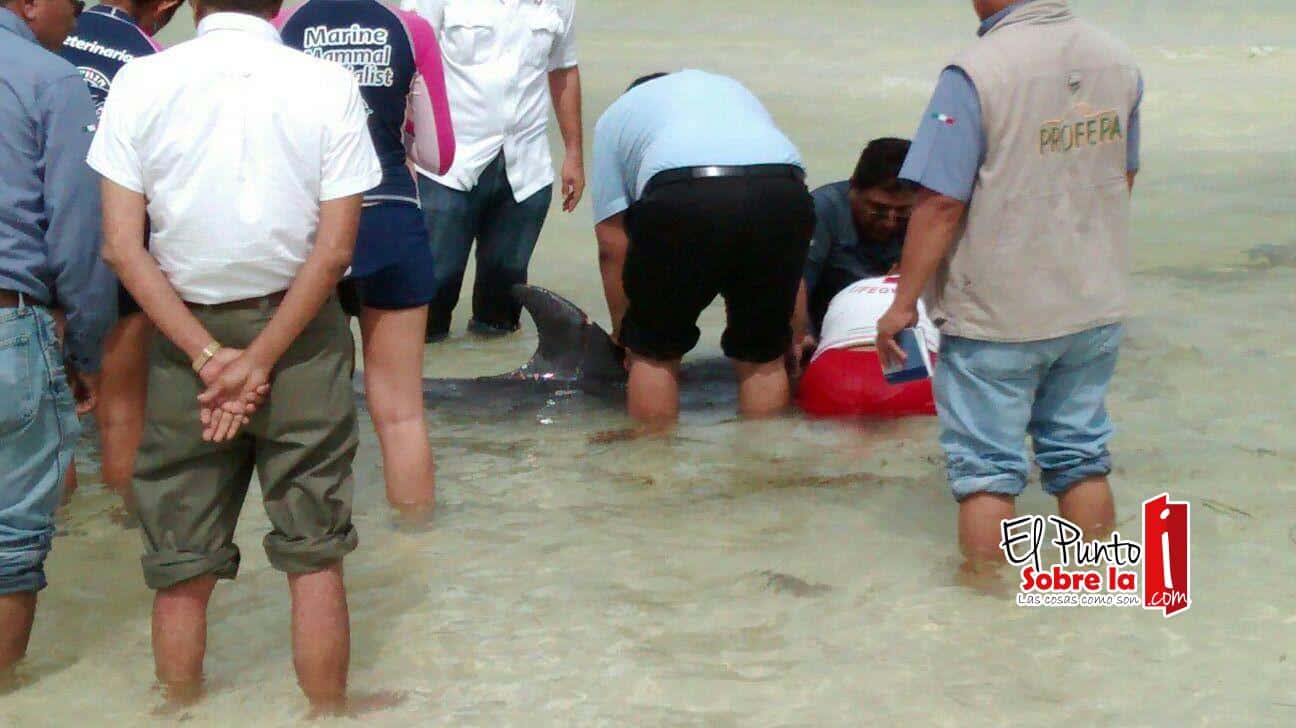 Recala delfín atacado por tiburones en Cancún
