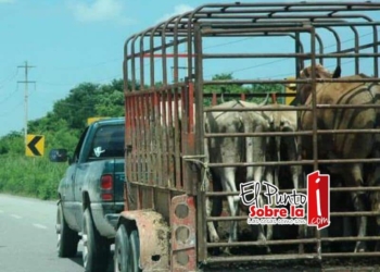 Incrementa tráfico de ganado de Belice al sur de Q.Roo