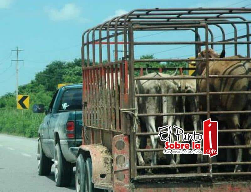 Incrementa tráfico de ganado de Belice al sur de Q.Roo