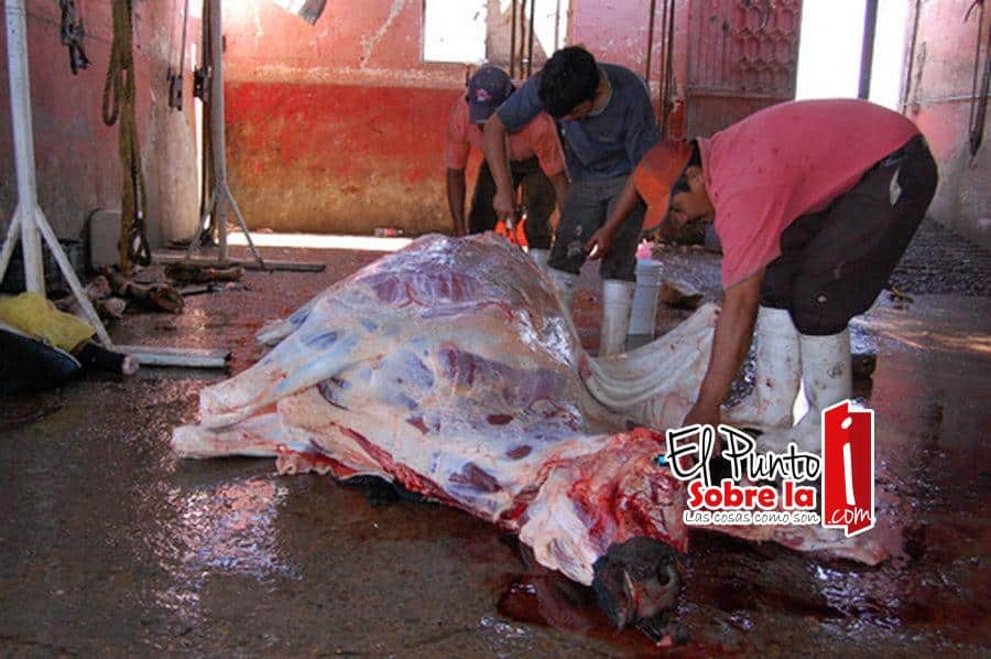 Cofepris admite “mataderos clandestinos” en zona norte de Quintana Roo