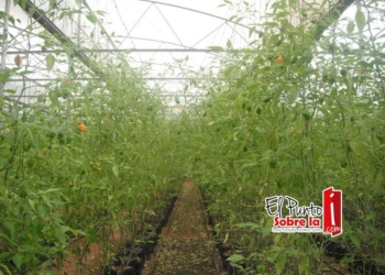 Productores de invernaderos piden prórroga para pagar deuda con instituciones