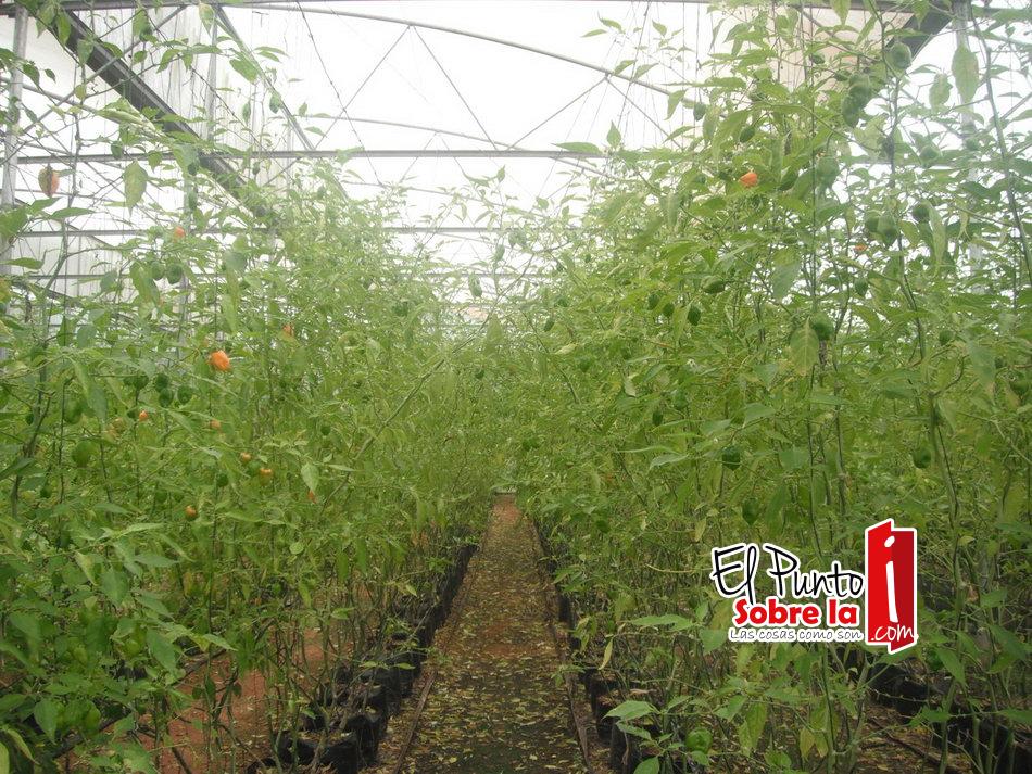 Productores de invernaderos piden prórroga para pagar deuda con instituciones