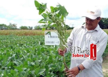Detectan plantíos de soya transgénica en campo de Quintana Roo