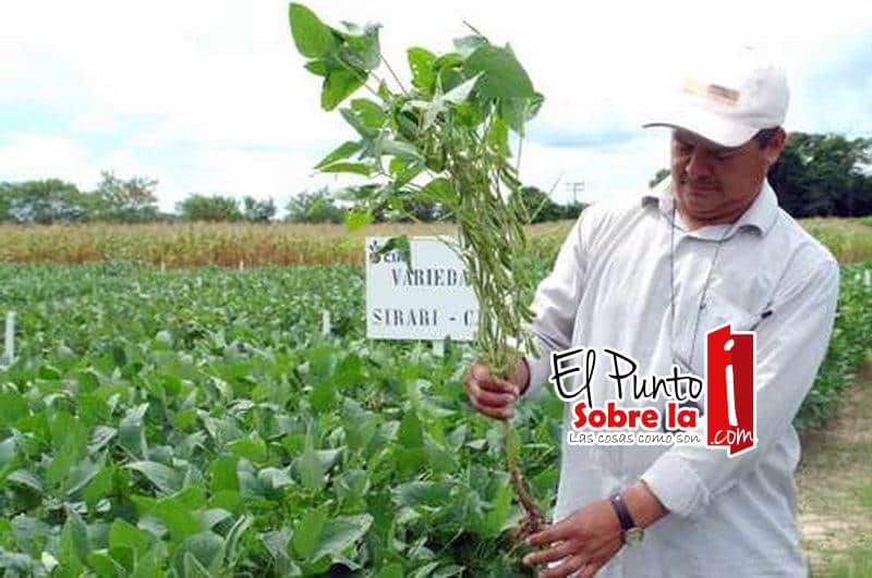 Detectan plantíos de soya transgénica en campo de Quintana Roo