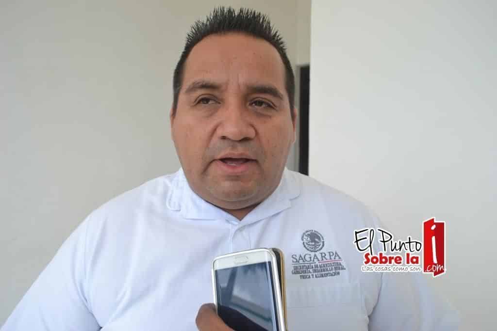 Buscan controlar Dragón Amarillo en unidades Citrícolas