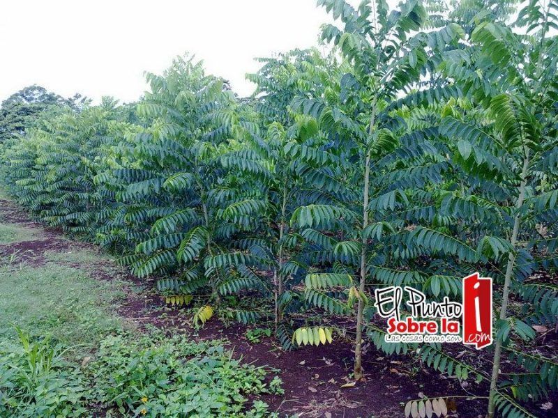 Por buen camino “laboratorios” de Caoba y Cedro en QRoo