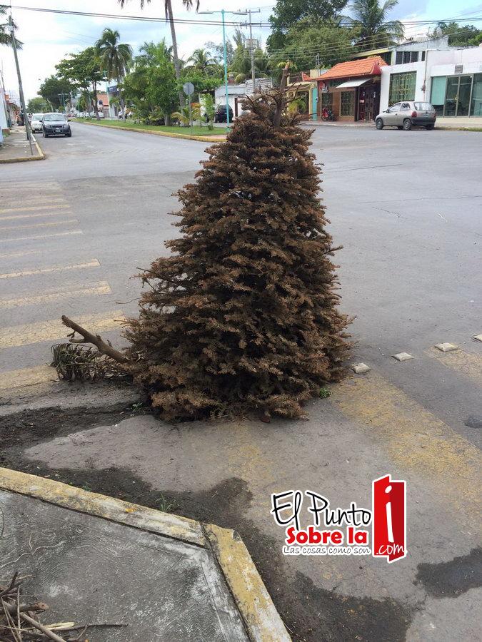 Árboles navideños siguen dando «fiesta» al Ayuntamiento capitalino